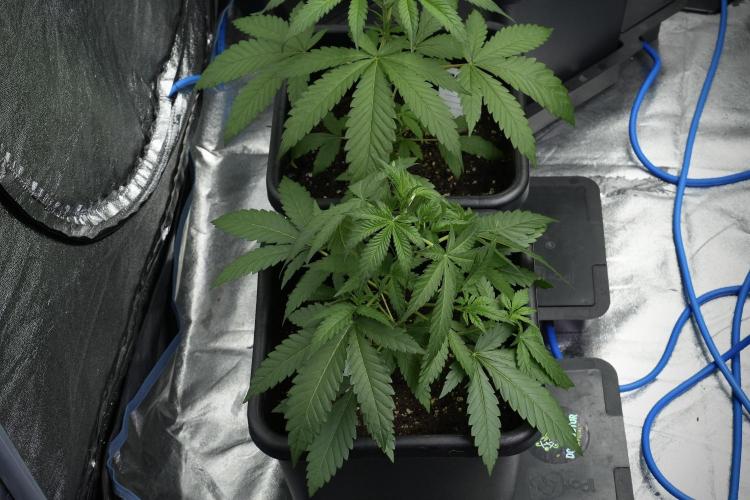 Cash Express By Zamnesia Pheno A. Week 4 - Cash Express Plant A