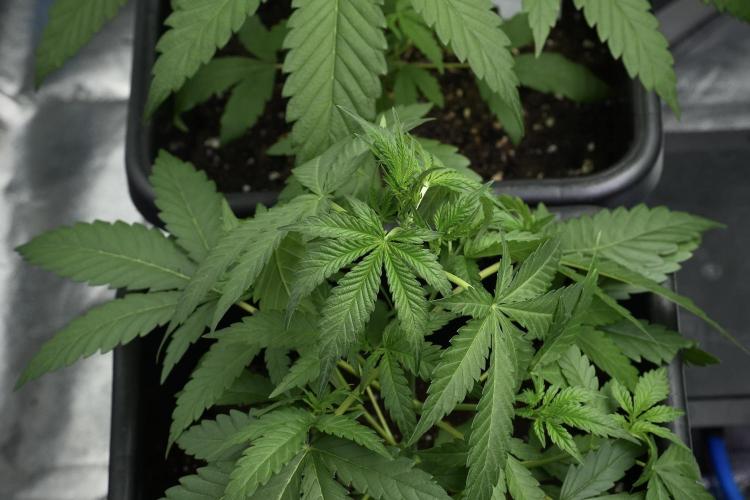 Cash Express By Zamnesia Pheno A. Week 4 - Cash Express Plant A