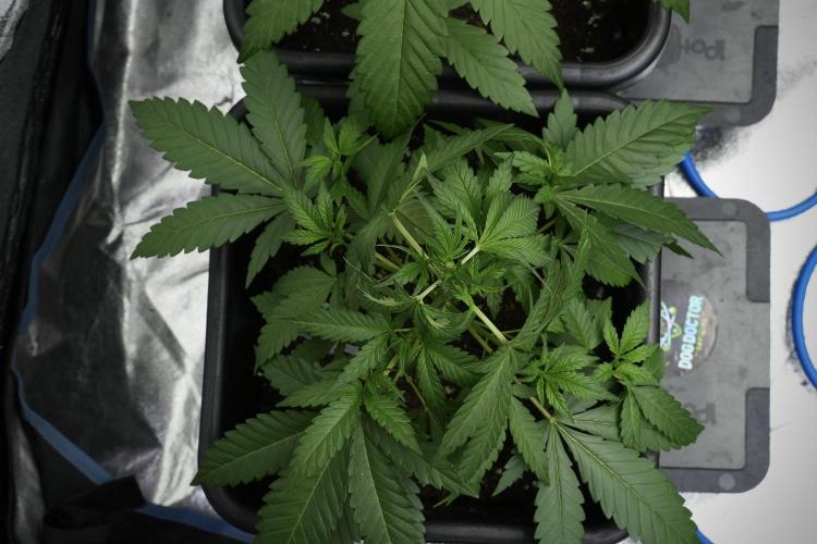 Cash Express By Zamnesia Pheno A. Week 4 - Cash Express Plant A