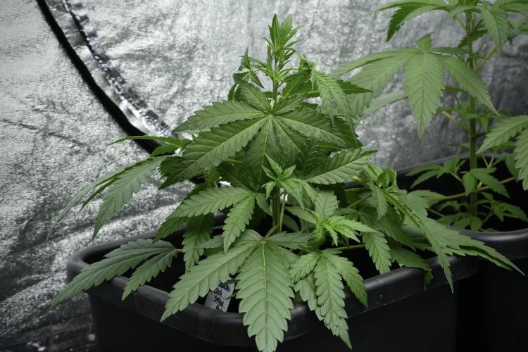 Cash Express By Zamnesia Pheno A. Week 4 - Cash Express Plant A