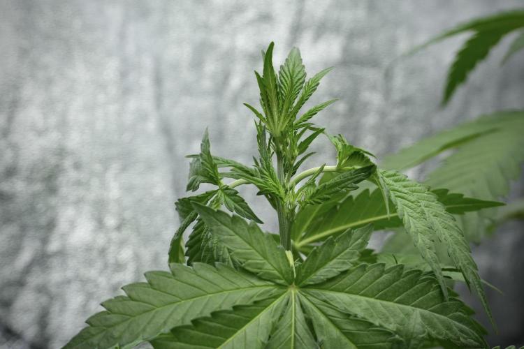 Cash Express By Zamnesia Pheno A. Week 4 - Cash Express Plant A