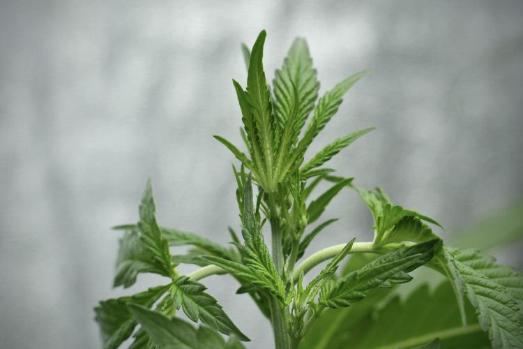 Cash Express By Zamnesia Pheno A. Week 4 - Cash Express Plant A