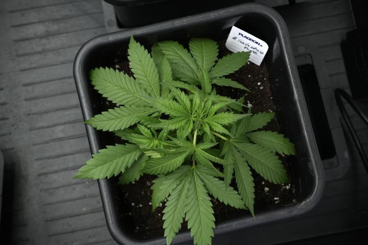 Pheno B Cash Express By Zamnesia. Week 4 - Cash Express pheno B 