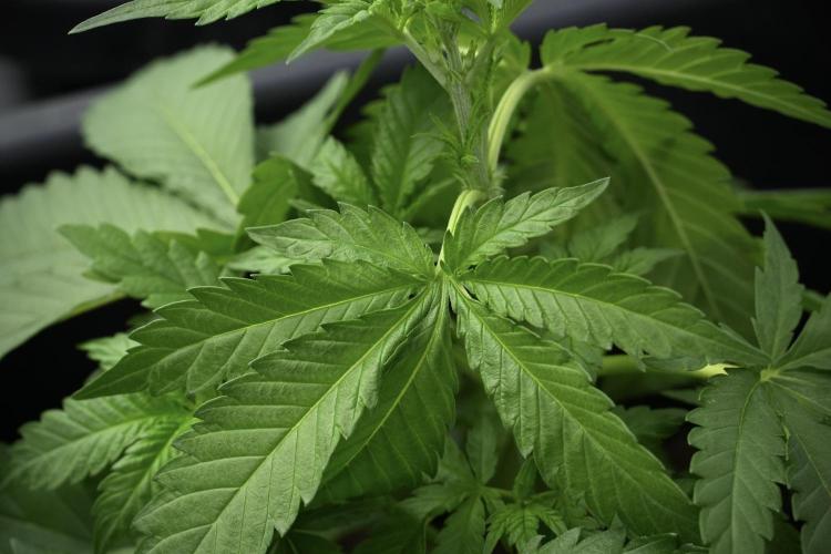Pheno B Cash Express By Zamnesia. Week 4 - Cash Express pheno B 