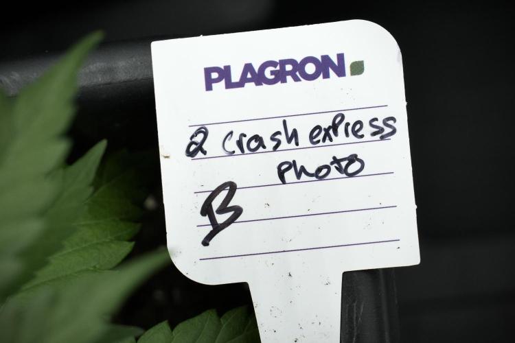 Pheno B Cash Express By Zamnesia. Week 4 - i know i need to correct this 