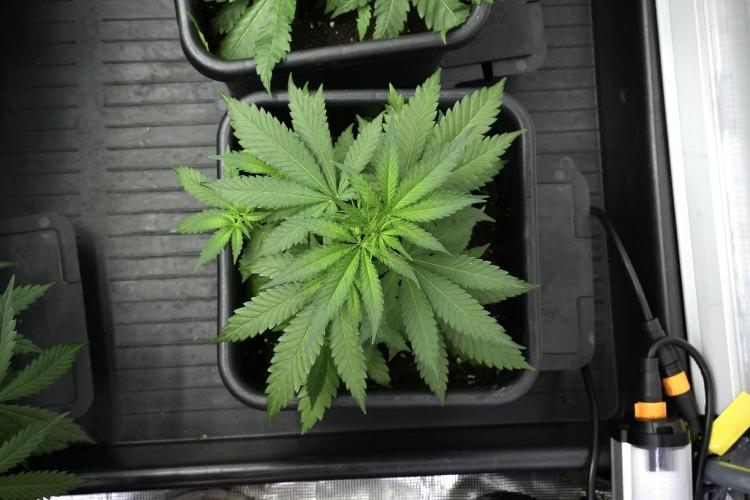 Pheno B Cash Express By Zamnesia. Week 4 - Cash Express pheno B 