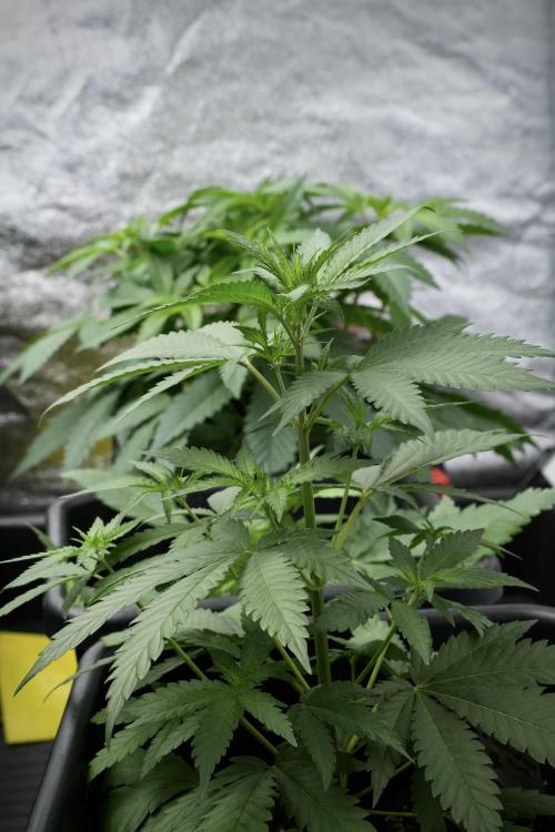 Pheno B Cash Express By Zamnesia. Week 4 - Cash Express pheno B 