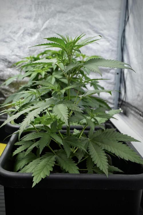 Pheno B Cash Express By Zamnesia. Week 4 - Cash Express pheno B 