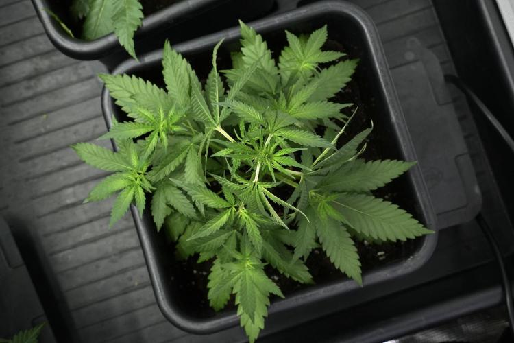 Pheno B Cash Express By Zamnesia. Week 4 - Cash Express pheno B 