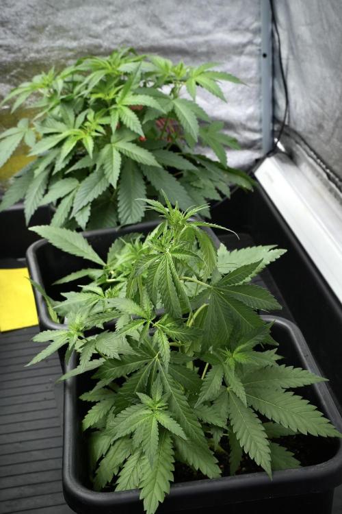 Pheno B Cash Express By Zamnesia. Week 4 - Cash Express pheno B 