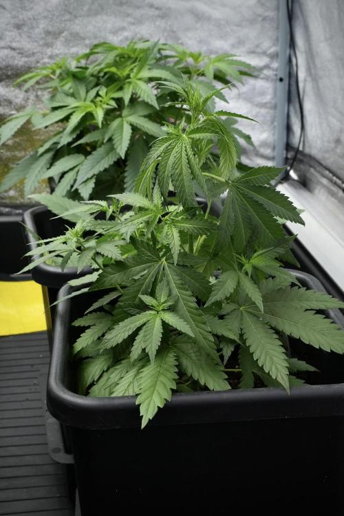 Pheno B Cash Express By Zamnesia. Week 4 - Cash Express pheno B 
