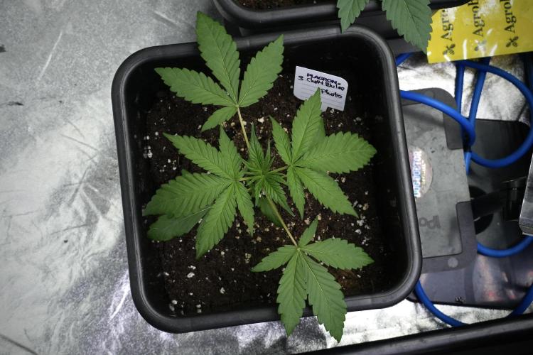 Chem Brulee By Zamnesia Pheno A. Week 4 - Chem Brulee Pheno A