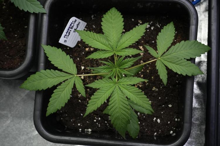 Chem Brulee By Zamnesia Pheno A. Week 4 - Chem Brulee Pheno A