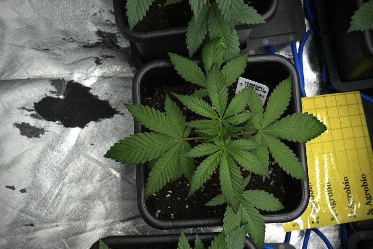 Chem Brulee By Zamnesia Pheno A. Week 4 - Chem Brulee Pheno A