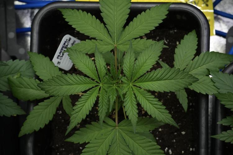 Chem Brulee By Zamnesia Pheno A. Week 4 - Chem Brulee Pheno A
