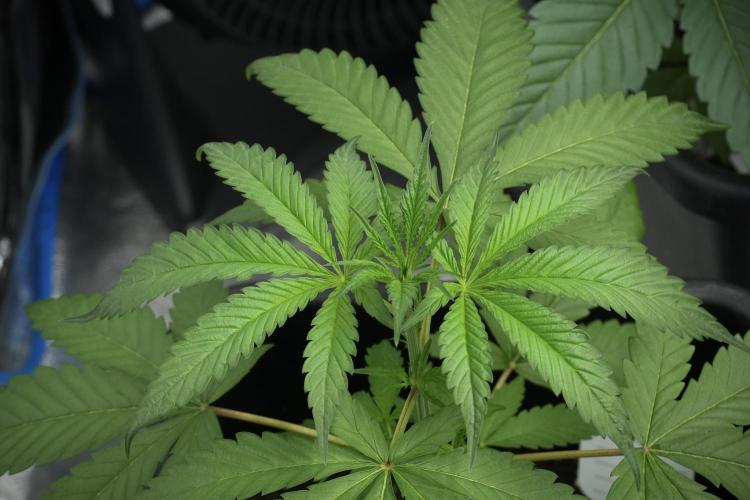 Chem Brulee By Zamnesia Pheno A. Week 4 - Chem Brulee Pheno A