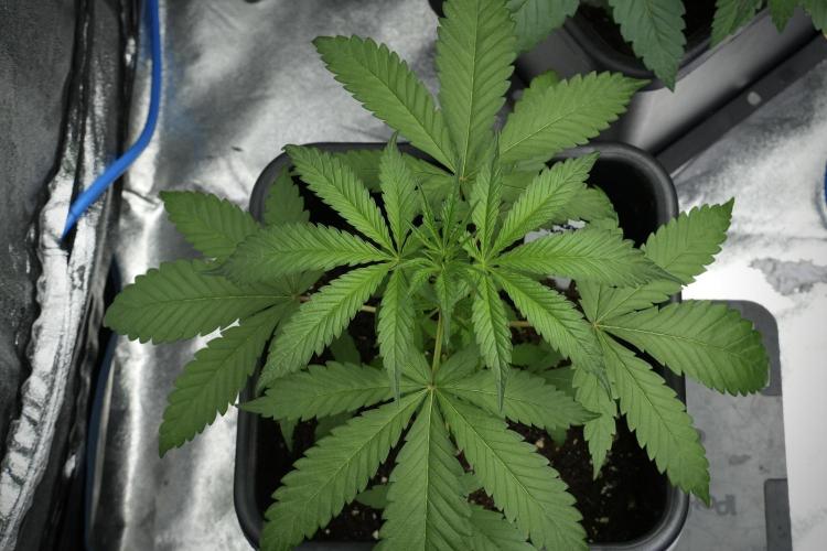 Chem Brulee By Zamnesia Pheno A. Week 4 - Chem Brulee Pheno A