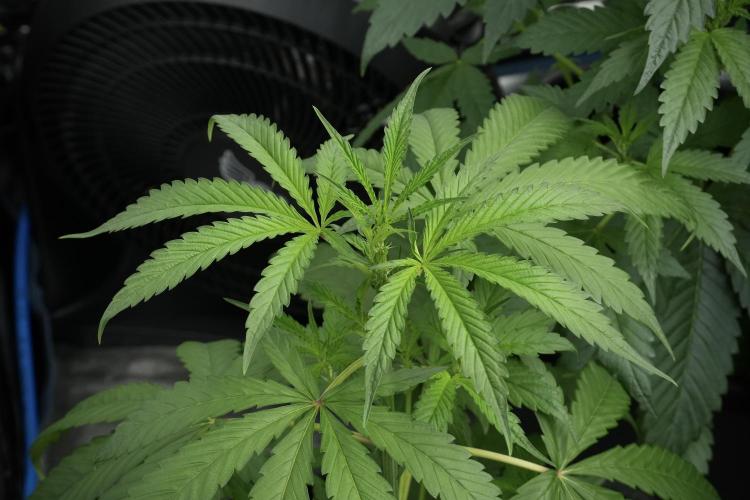 Chem Brulee By Zamnesia Pheno A. Week 4 - Chem Brulee Pheno A