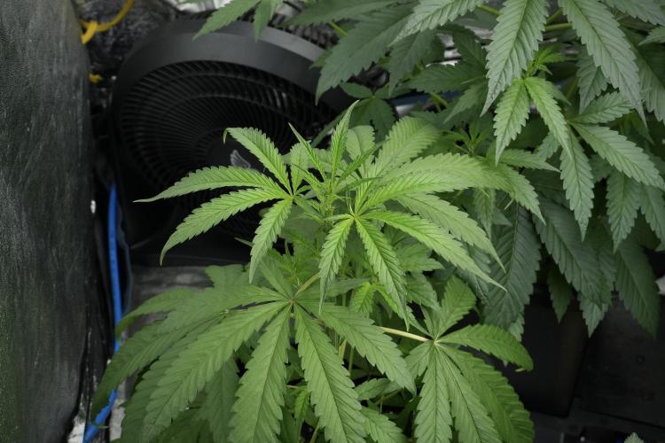 Chem Brulee By Zamnesia Pheno A. Week 4 - Chem Brulee Pheno A