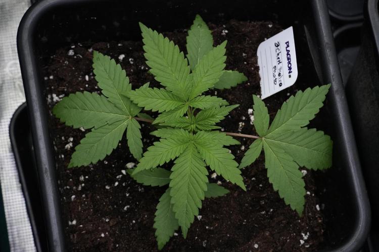Pheno B Chem Brulee By Zamnesia. Week 4 - Chem Brulee Plant B