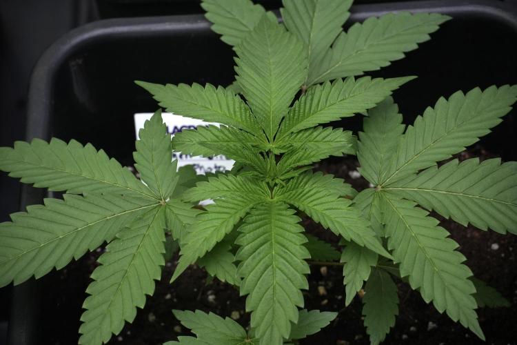 Pheno B Chem Brulee By Zamnesia. Week 4 - Chem Brulee Plant B