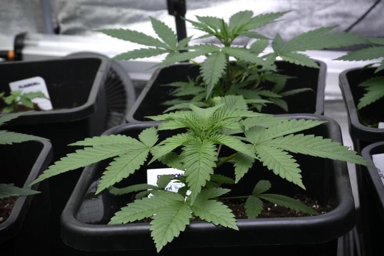 Pheno B Chem Brulee By Zamnesia. Week 4 - Chem Brulee Plant B