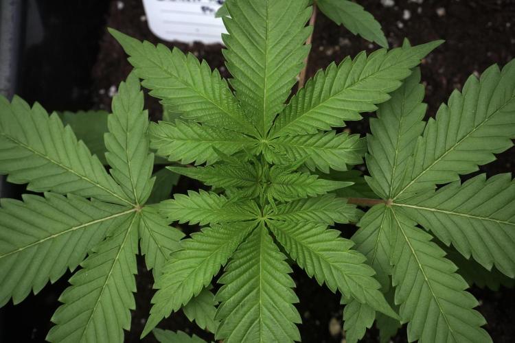 Pheno B Chem Brulee By Zamnesia. Week 4 - Chem Brulee Plant B