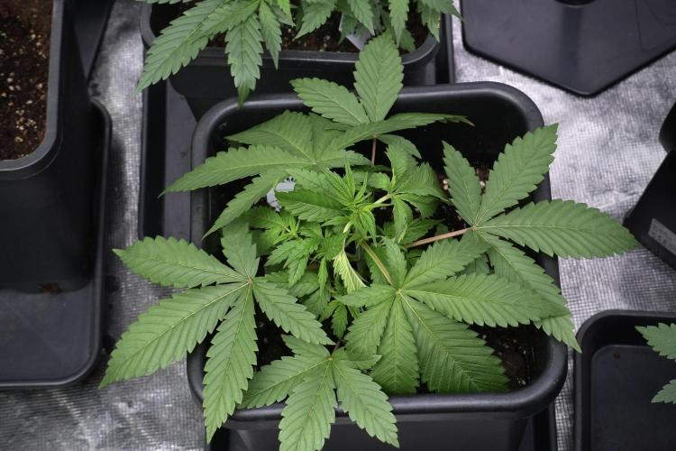 Pheno B Chem Brulee By Zamnesia. Week 4 - Chem Brulee Plant B LST