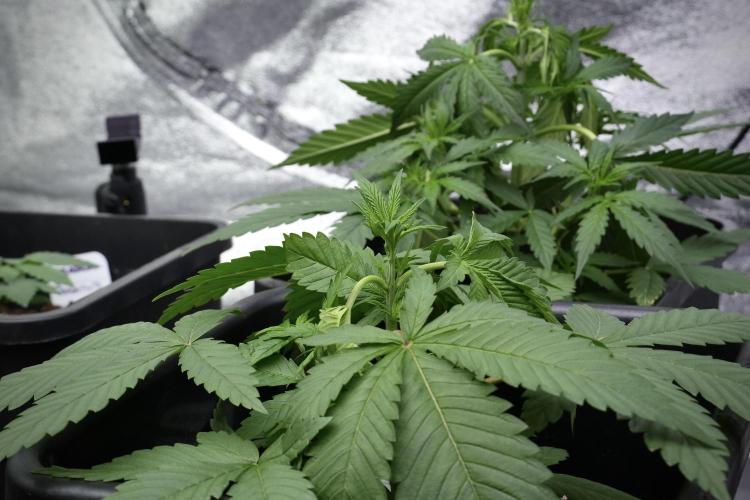 Pheno B Chem Brulee By Zamnesia. Week 4 - Chem Brulee Plant B LST