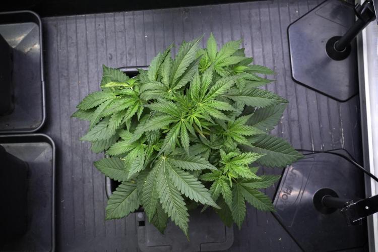 God father OG By Zamnesia Pheno A. Week 4 - God father OG Pheno A