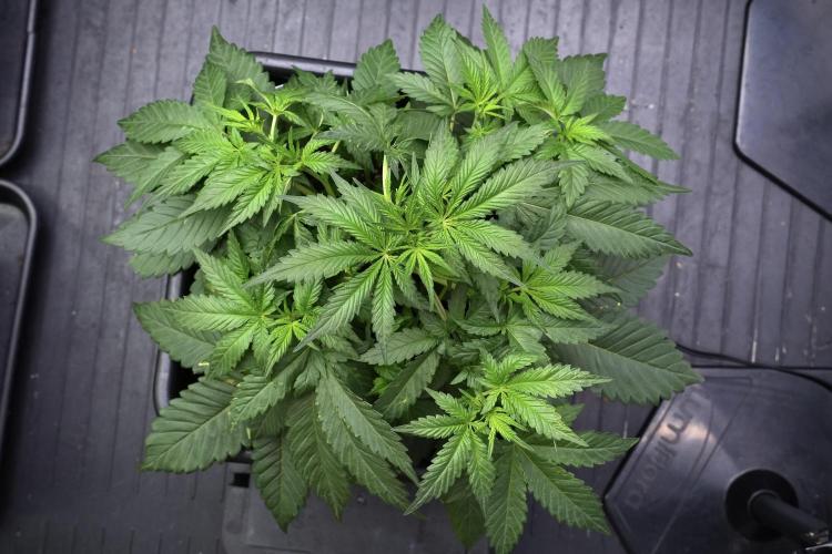 God father OG By Zamnesia Pheno A. Week 4 - God father OG Pheno A