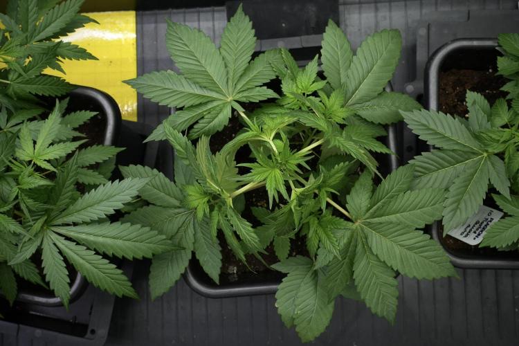 God father OG By Zamnesia Pheno A. Week 4 - God father OG Pheno A
