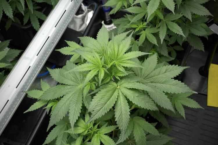 Pheno B God father OG By Zamnesia. Week 4 - God father OG Plant B 