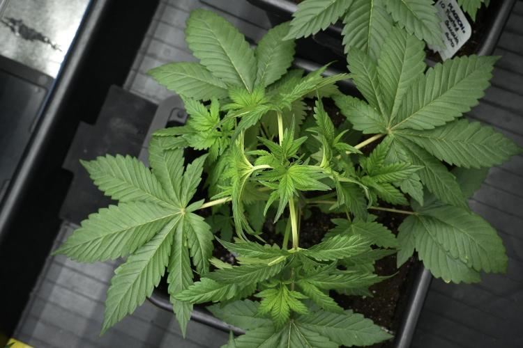 Pheno B God father OG By Zamnesia. Week 4 - God father OG Plant B 