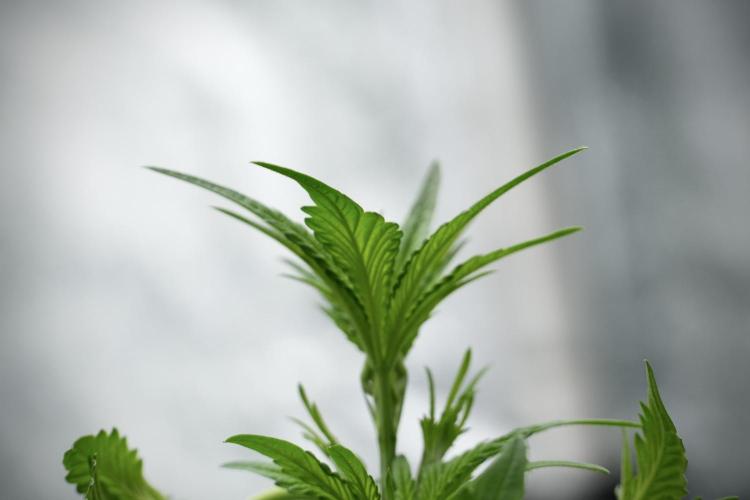 Pheno B God father OG By Zamnesia. Week 4 - God father OG Plant B 