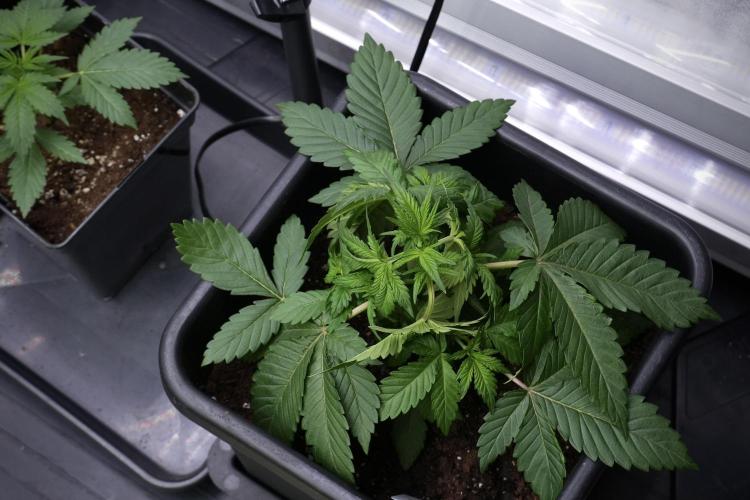Pheno B God father OG By Zamnesia. Week 4 - God father OG Plant B 