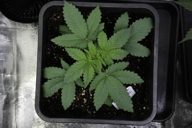 Passion Fruitz By Zamnesia. Week 4 - Passion Fruitz bird views