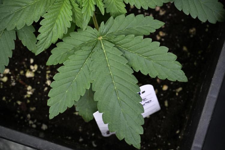 Passion Fruitz By Zamnesia. Week 4 - Passion Fruitz leafs