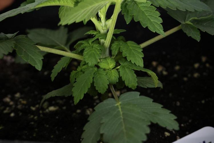 Passion Fruitz By Zamnesia. Week 4 - Passion Fruitz side views