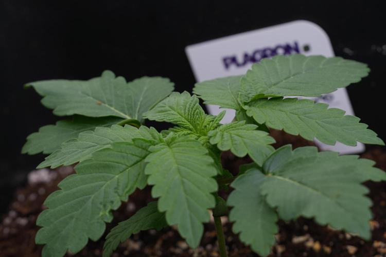 Passion Fruitz By Zamnesia. Week 4 - Passion Fruitz side views