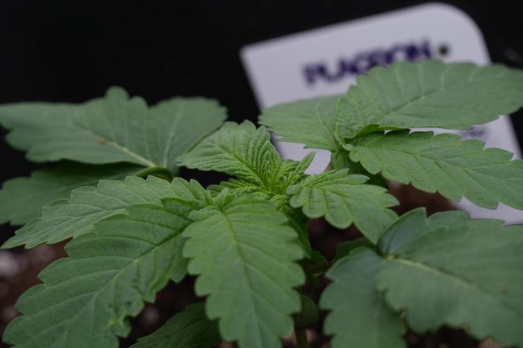 Passion Fruitz By Zamnesia. Week 4 - Passion Fruitz side views