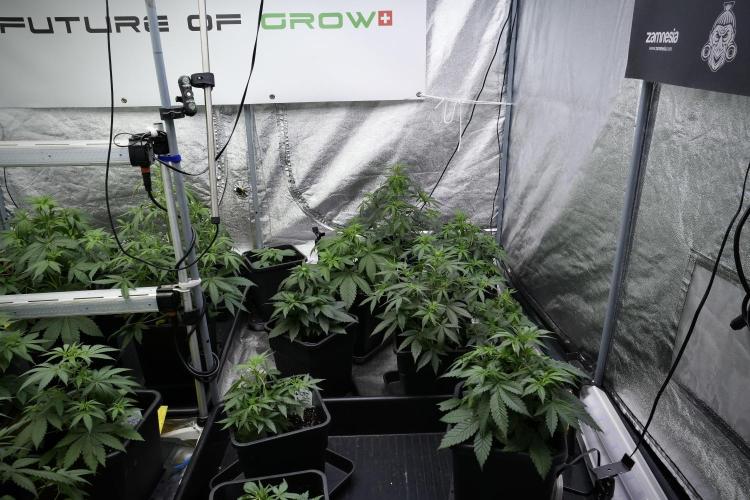 Passion Fruitz By Zamnesia. Week 4 - Room 