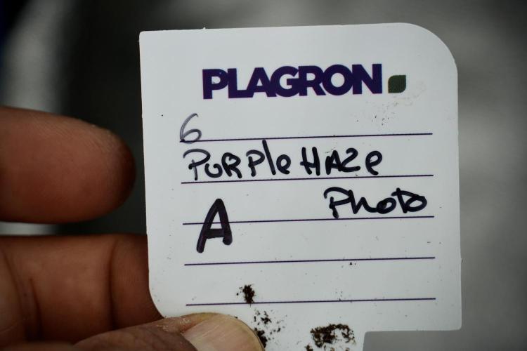 Purple Haze By Zamnesia Pheno A. Week 4 - Purple Haze  Pheno A