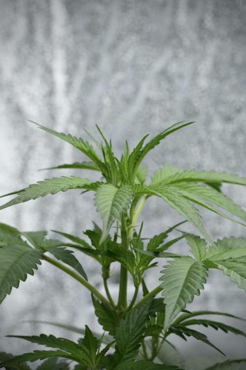 Purple Haze By Zamnesia Pheno A. Week 4 - Purple Haze  Pheno A