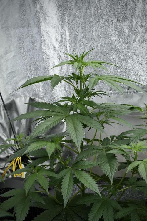 Purple Haze By Zamnesia Pheno A. Week 4 - Purple Haze  Pheno A