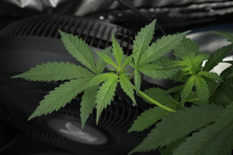 Purple Haze By Zamnesia Pheno A. Week 4 - Purple Haze  Pheno A