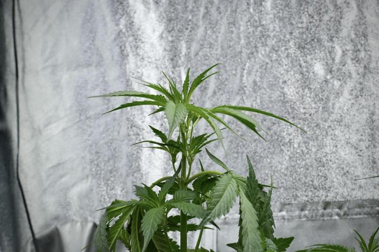 Purple Haze By Zamnesia Pheno A. Week 4 - Purple Haze  Pheno A