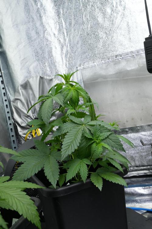 Purple Haze By Zamnesia Pheno A. Week 4 - Purple Haze  Pheno A