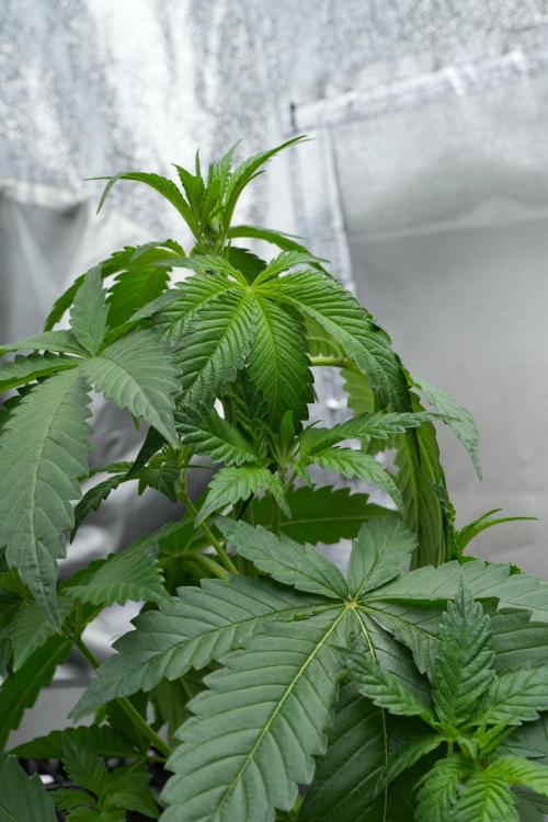 Purple Haze By Zamnesia Pheno A. Week 4 - Purple Haze  Pheno A