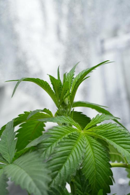 Purple Haze By Zamnesia Pheno A. Week 4 - Purple Haze  Pheno A